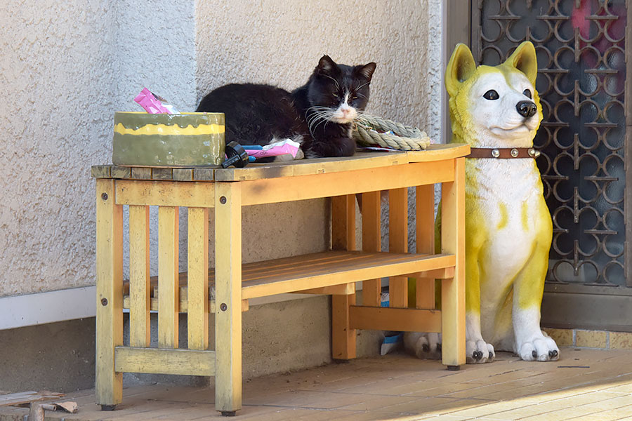街のねこたち