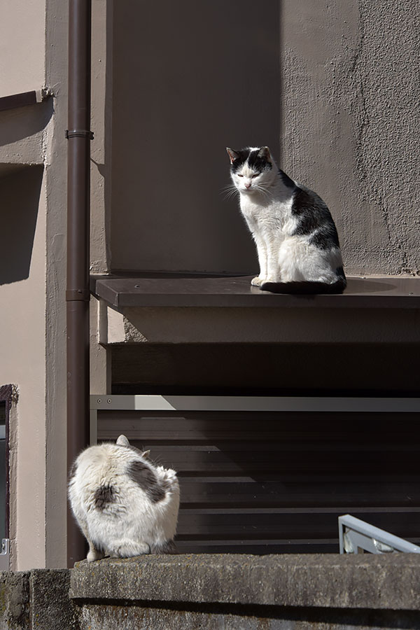 街のねこたち