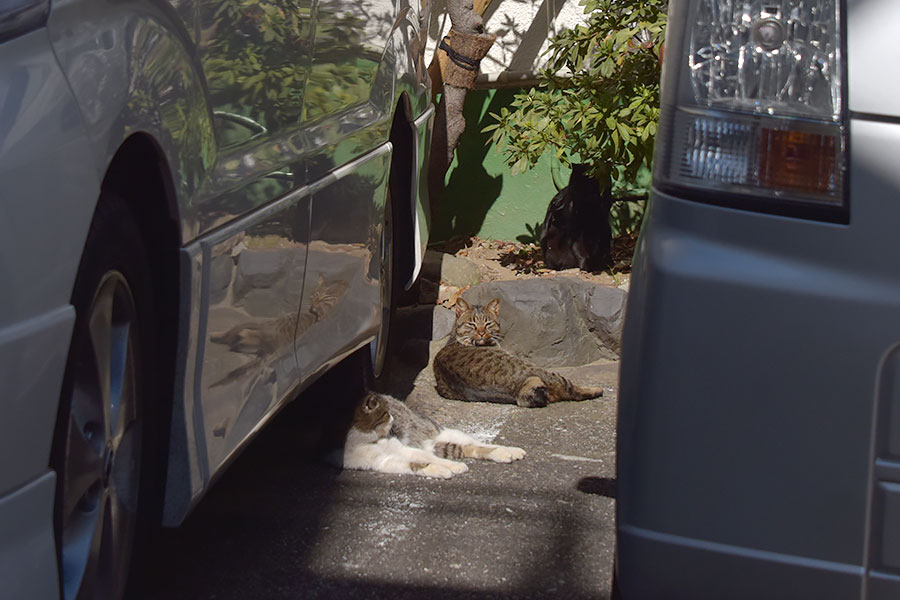 街のねこたち
