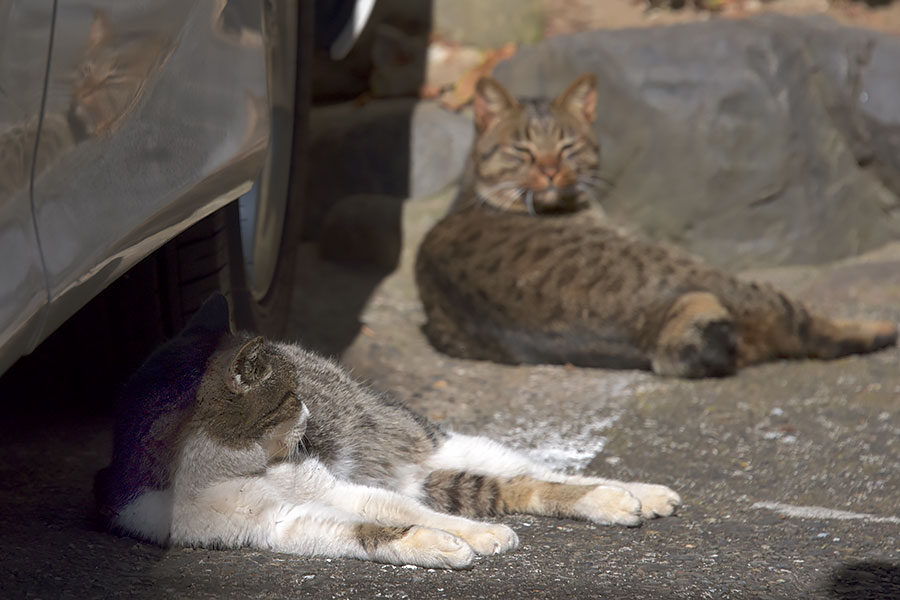 街のねこたち