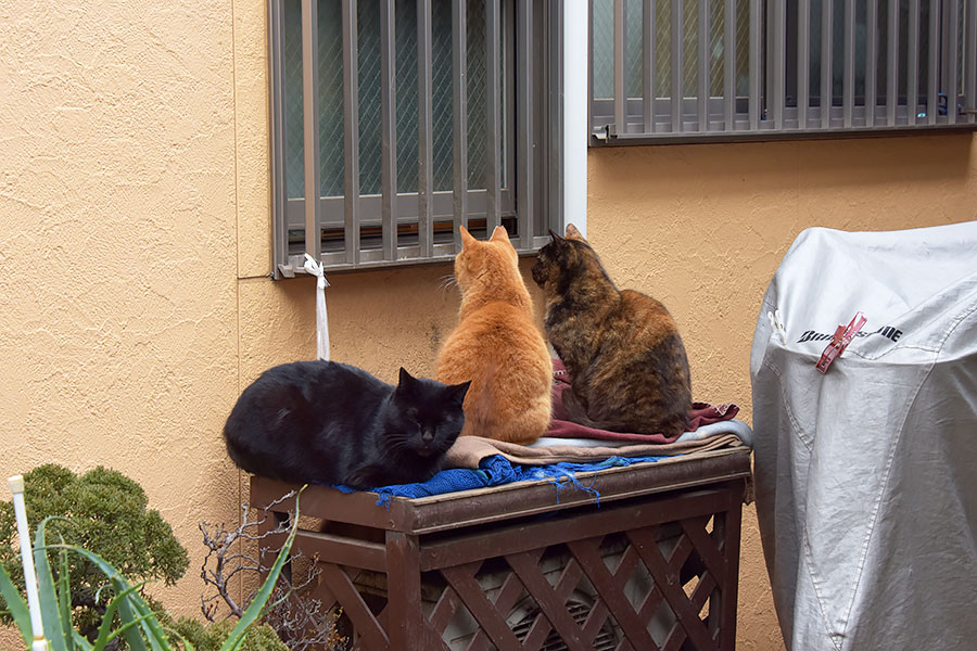 街のねこたち