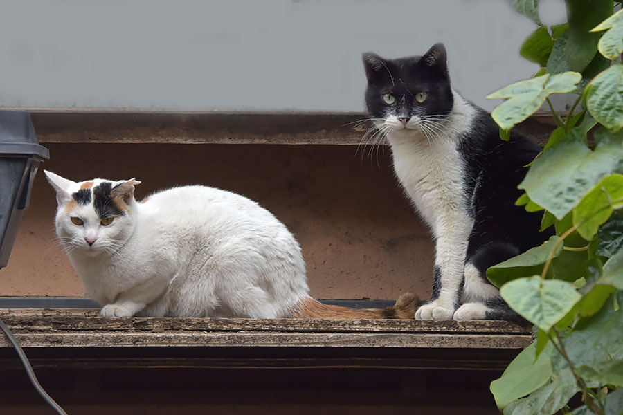 街のねこたち
