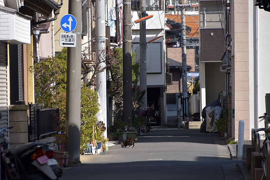街のねこたち