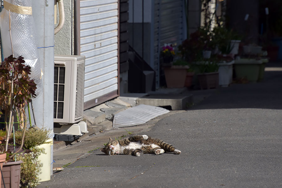 街のねこたち