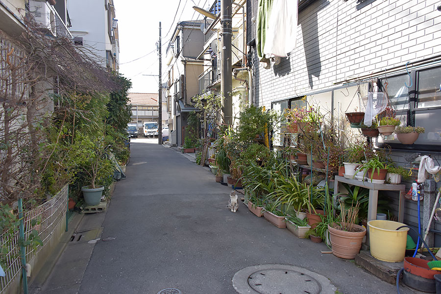 街のねこたち