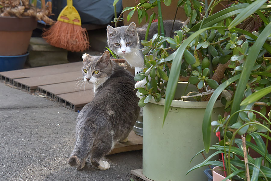 街のねこたち