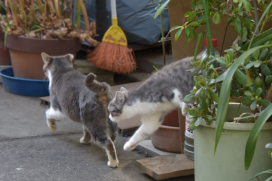 街のねこたち