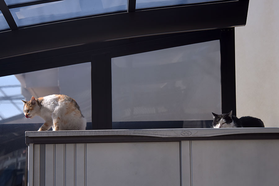 街のねこたち