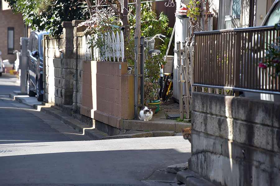 街のねこたち