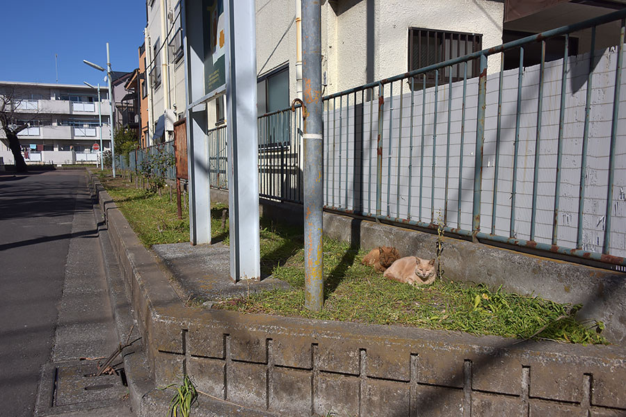 街のねこたち