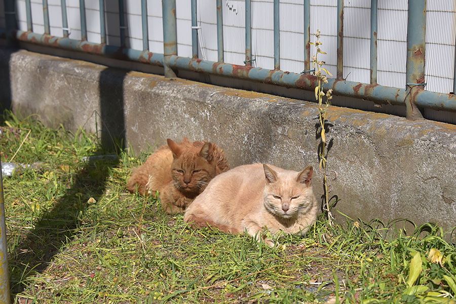 街のねこたち