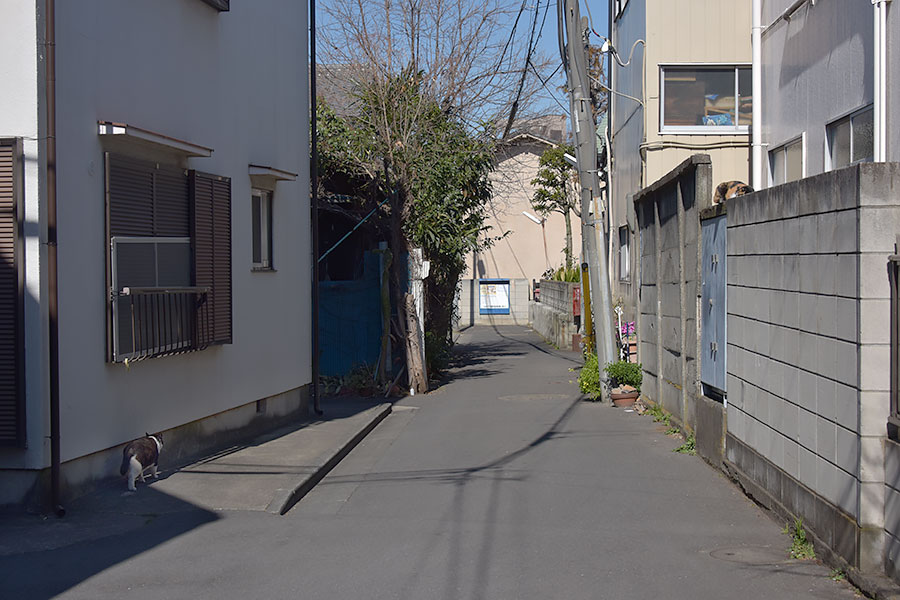 街のねこたち