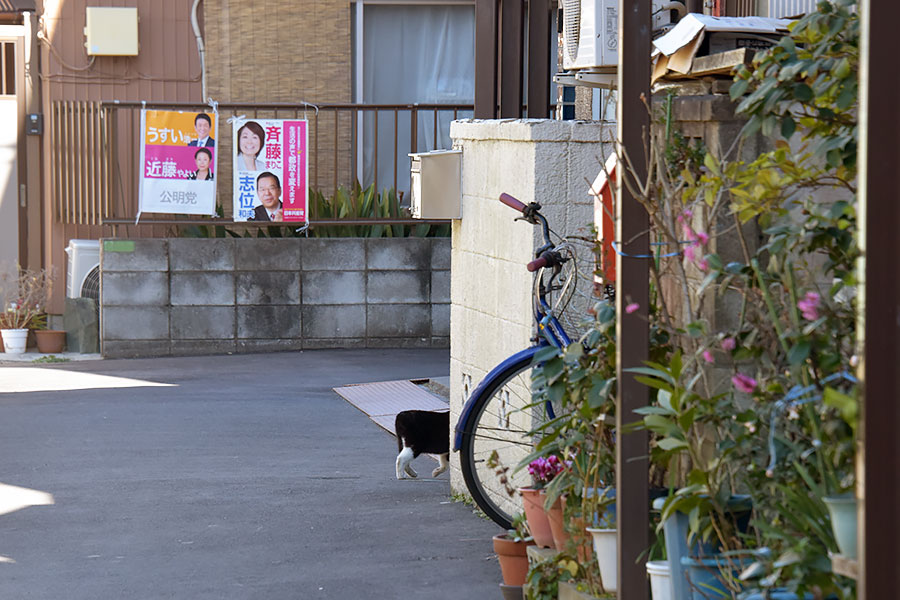 街のねこたち