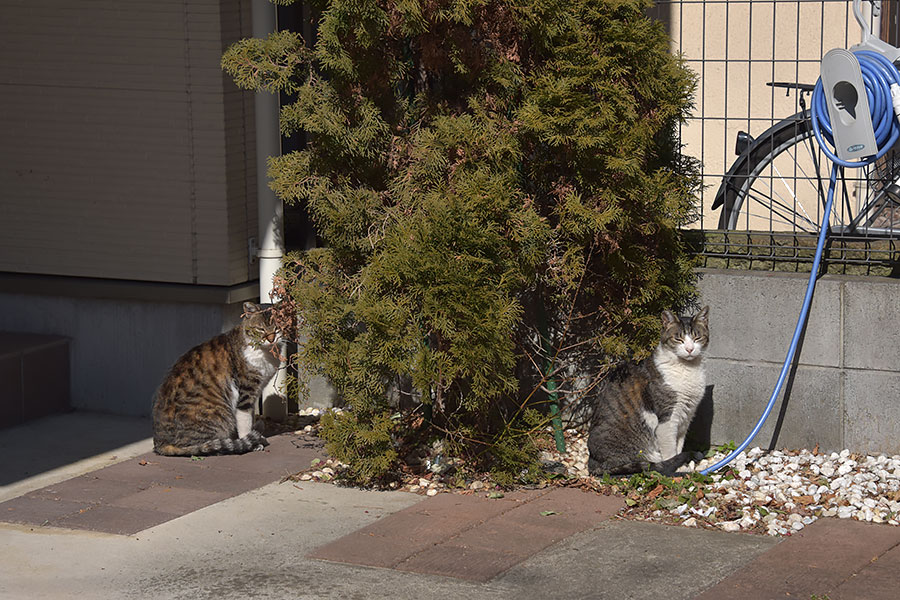 街のねこたち