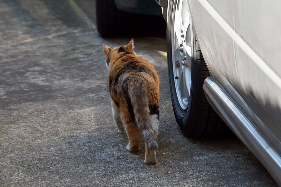 街のねこたち