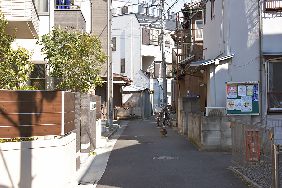 街のねこたち