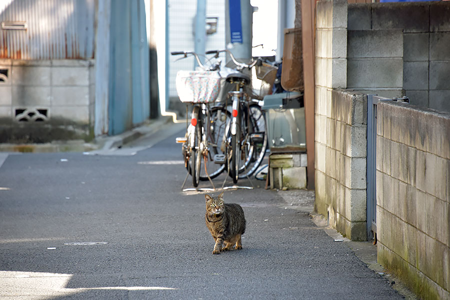 街のねこたち
