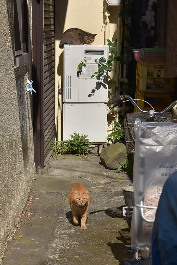 街のねこたち