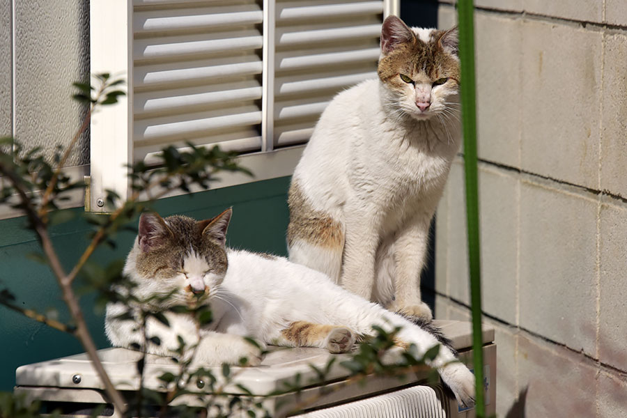 街のねこたち