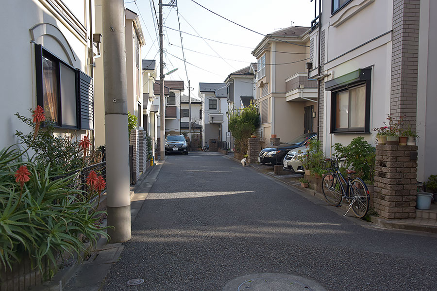 街のねこたち