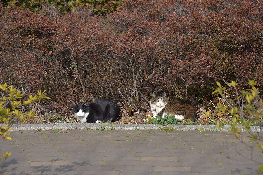 街のねこたち