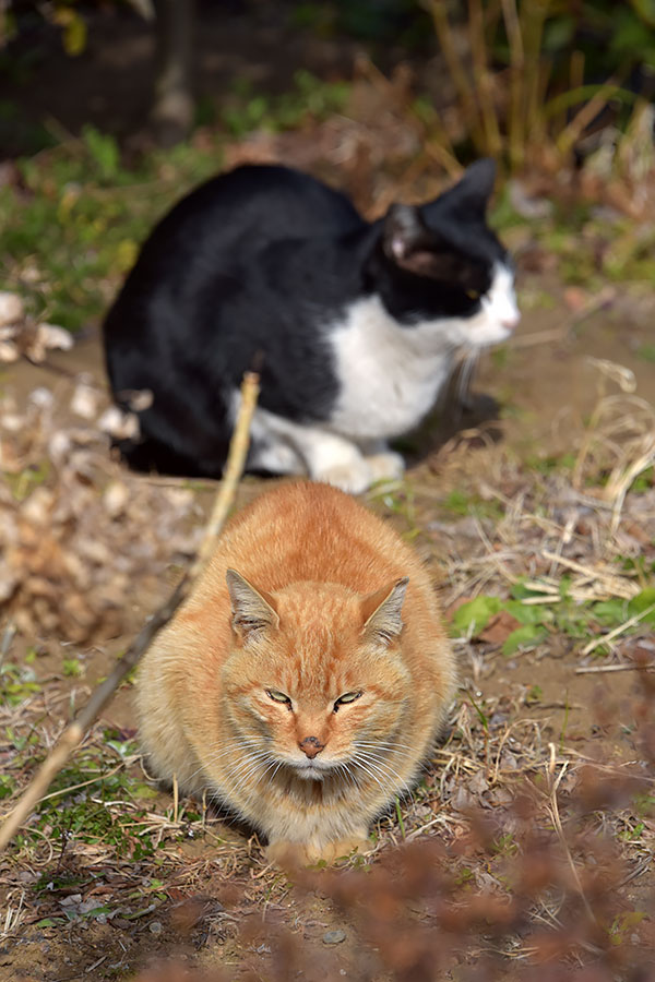 街のねこたち