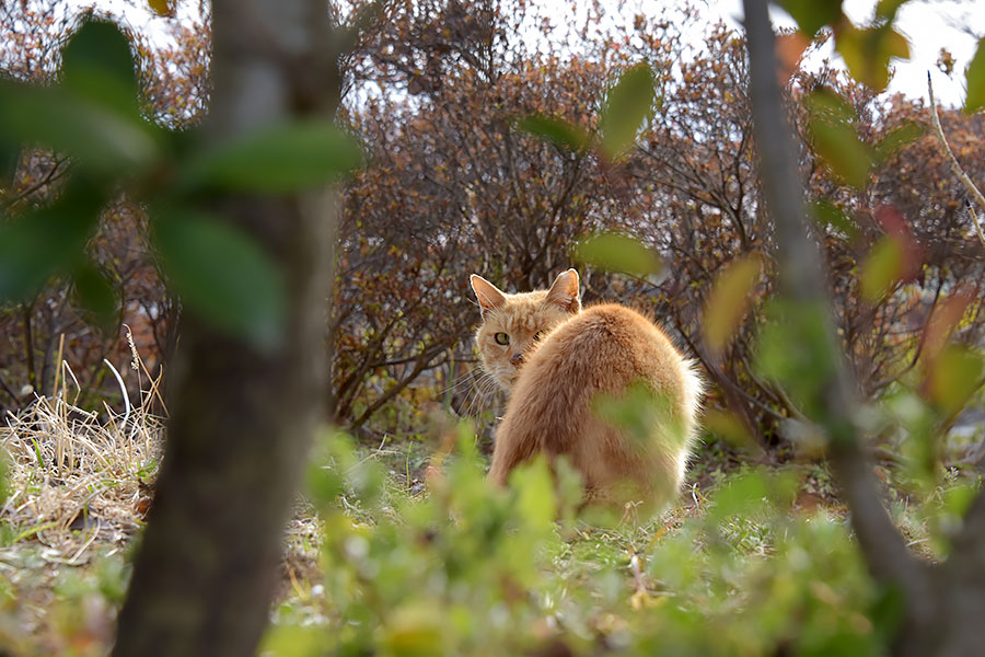 街のねこたち
