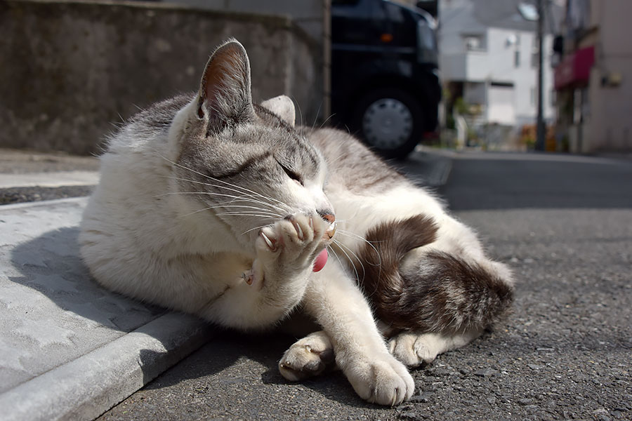 街のねこたち
