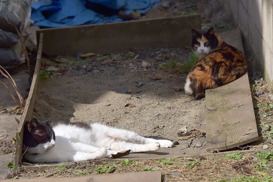 街のねこたち
