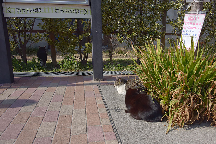 街のねこたち