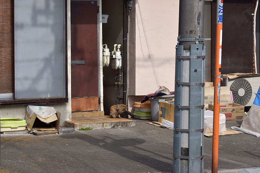 街のねこたち