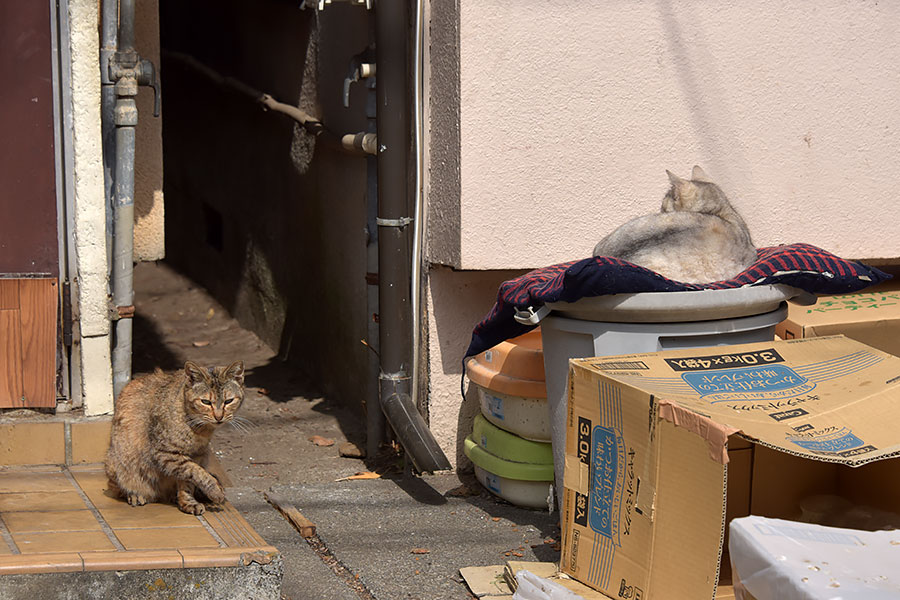 街のねこたち