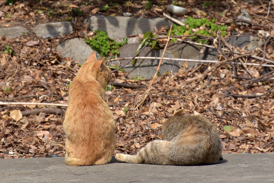 街のねこたち