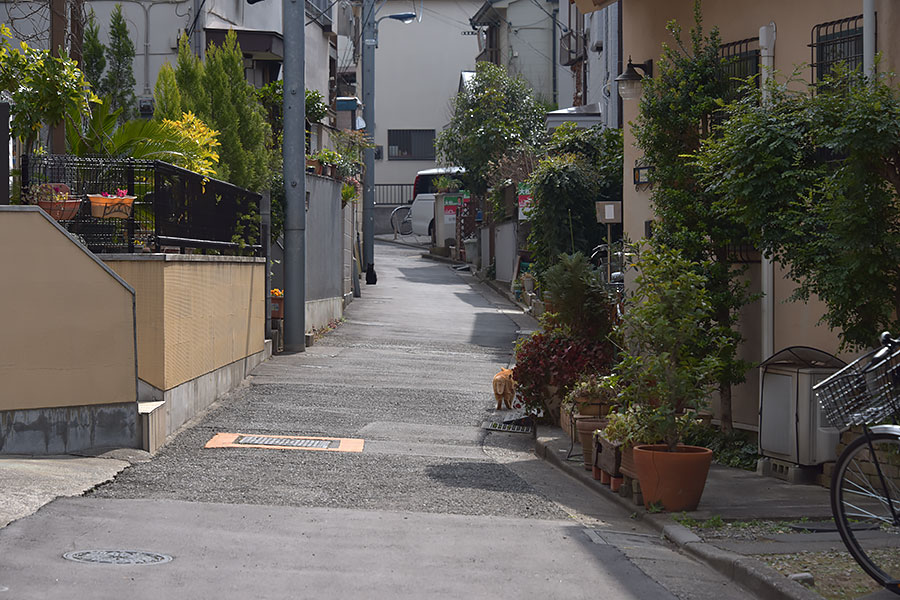 街のねこたち