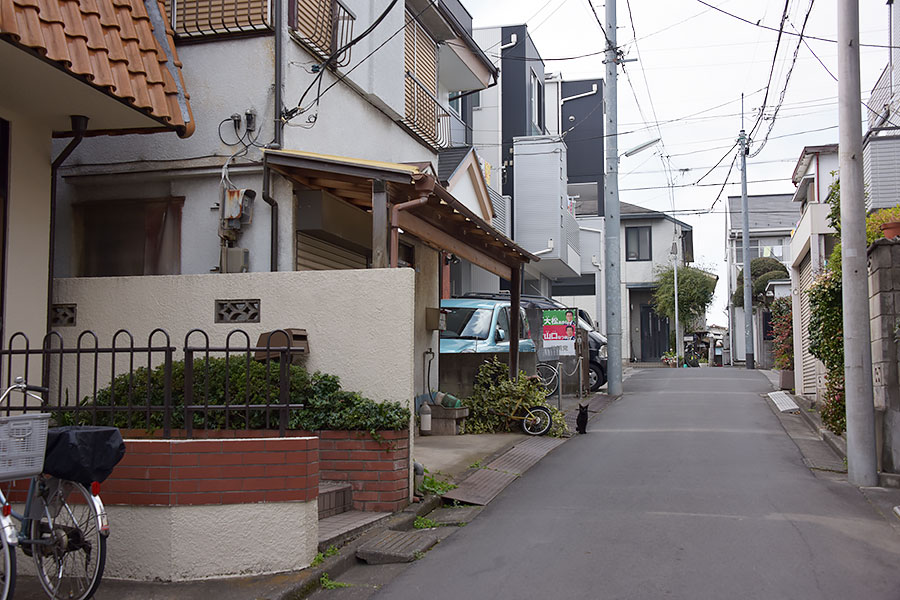 街のねこたち