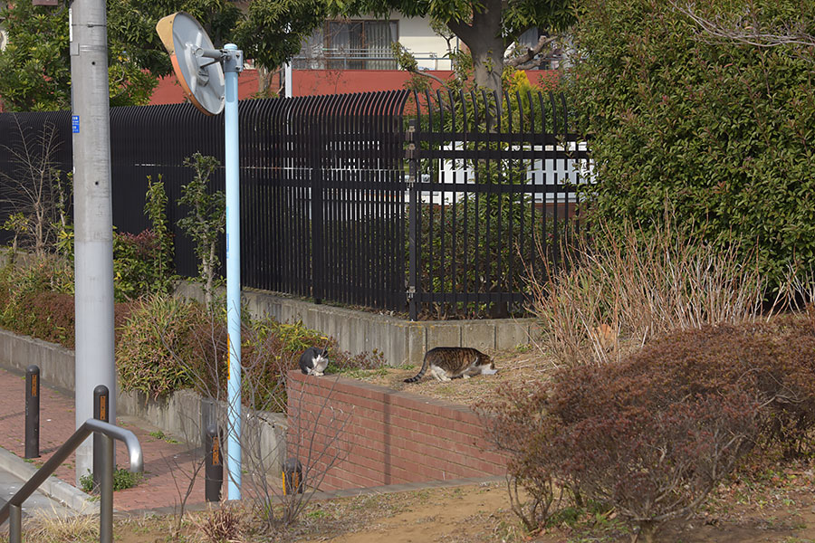 街のねこたち
