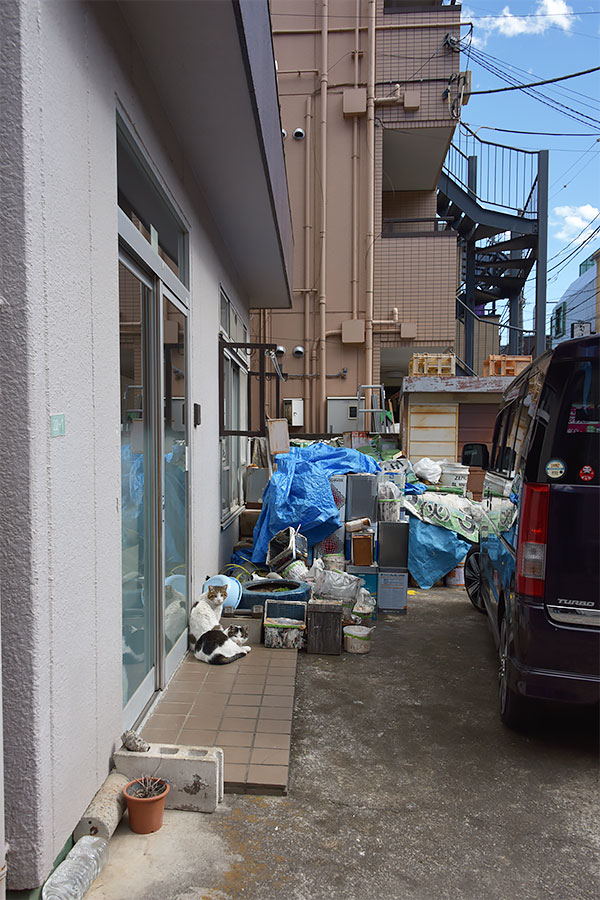 街のねこたち