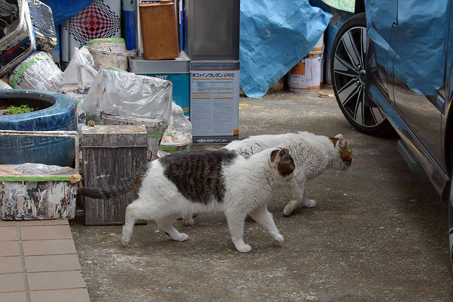 街のねこたち