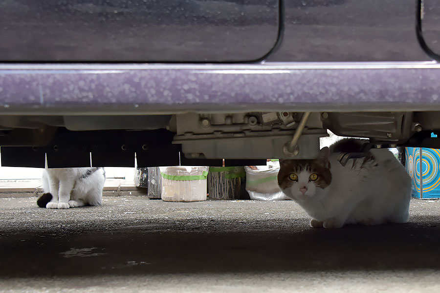 街のねこたち