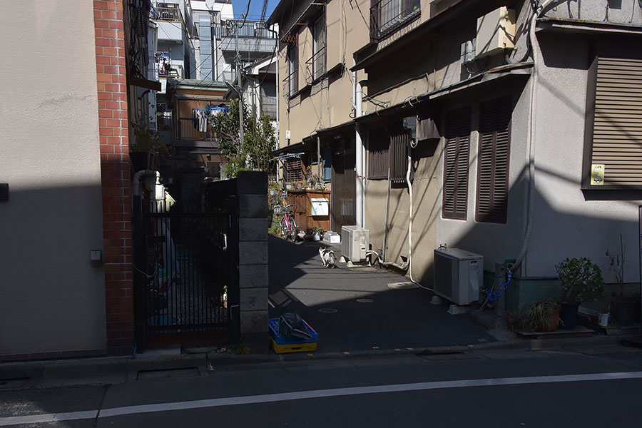 街のねこたち