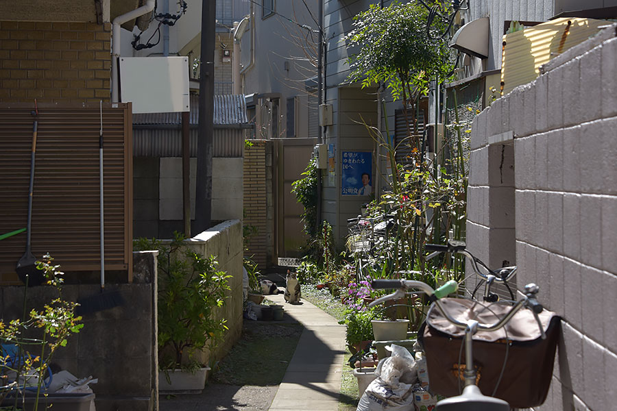 街のねこたち