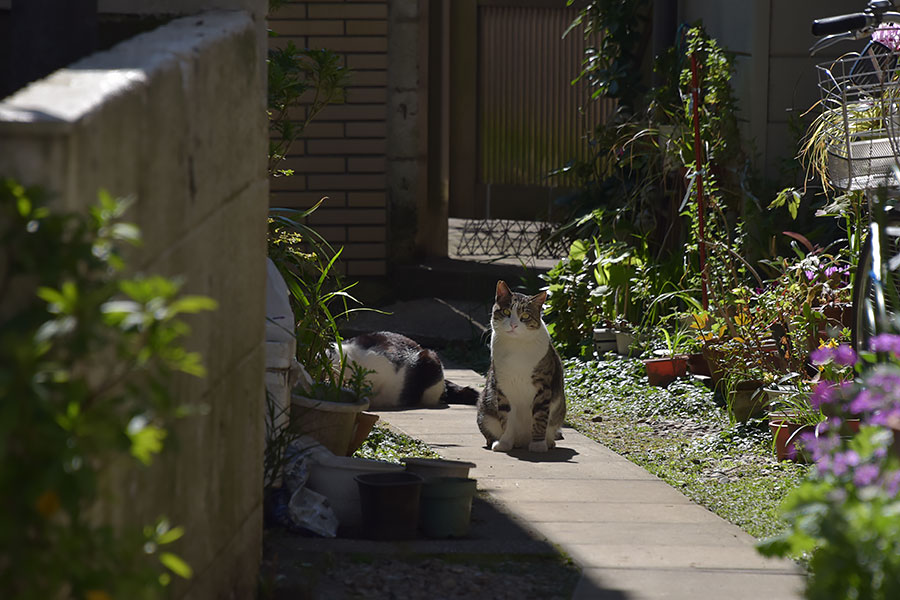 街のねこたち