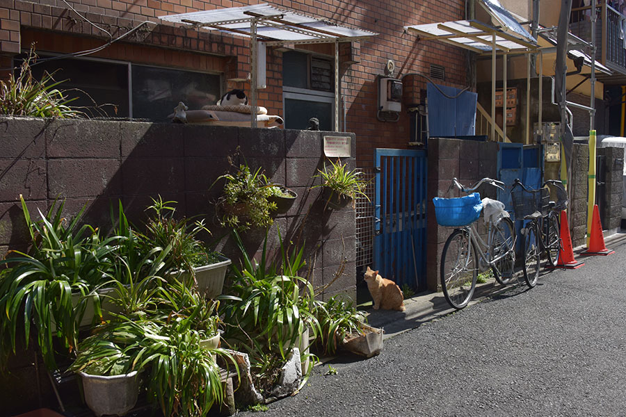 街のねこたち