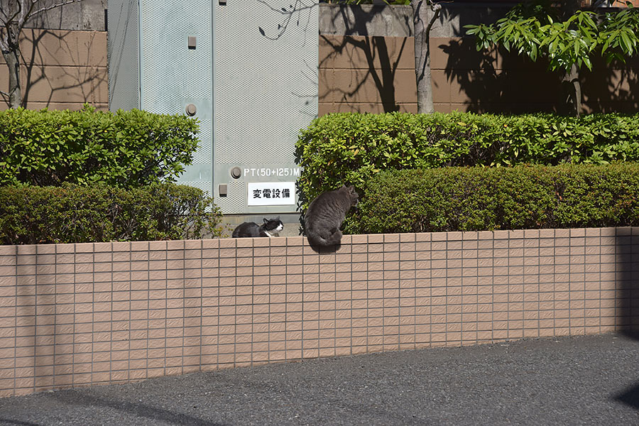 街のねこたち