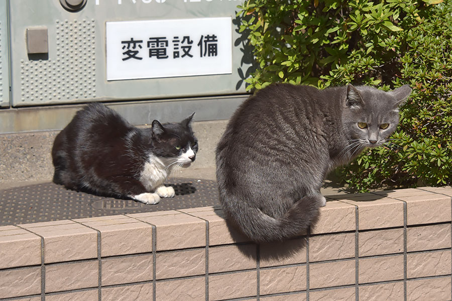街のねこたち