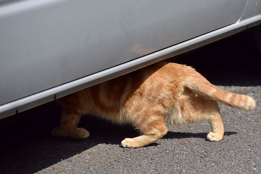 街のねこたち