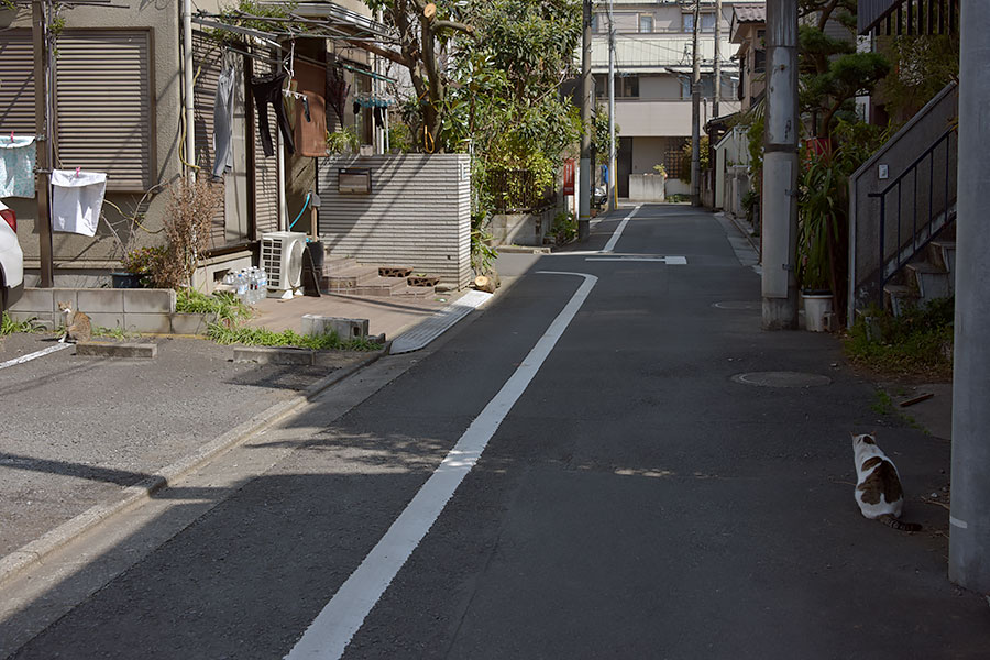 街のねこたち