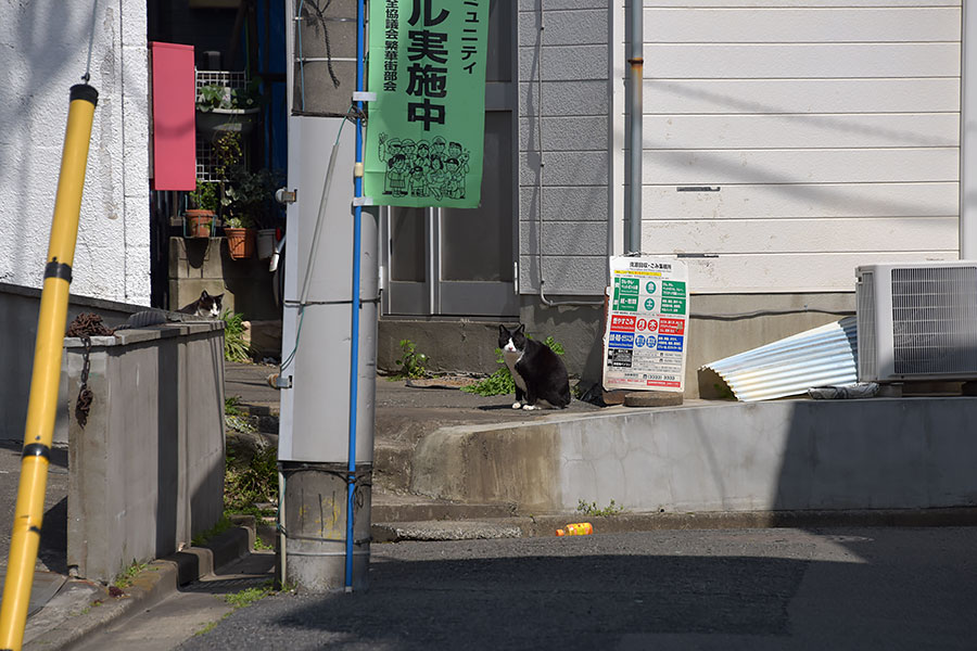 街のねこたち