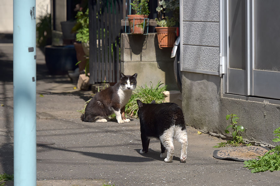 街のねこたち