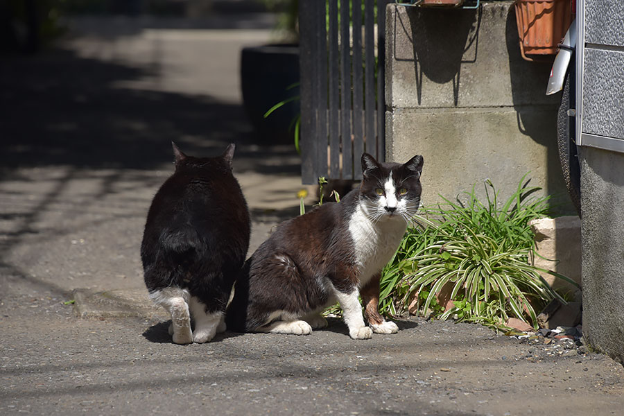 街のねこたち